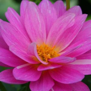 Meet your Posher, Irma